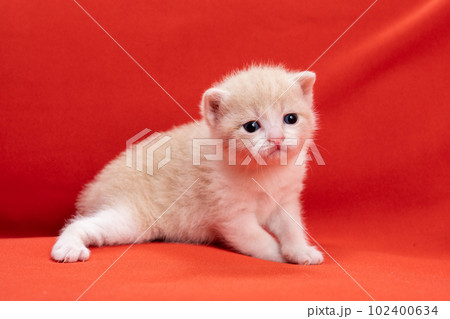 スコティッシュフォールドの子猫 102400634