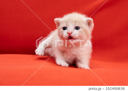 スコティッシュフォールドの子猫 102400636