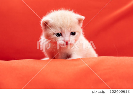 スコティッシュフォールドの子猫 スコティッシュフォールドの子猫 102400638