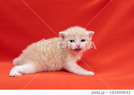 スコティッシュフォールドの子猫 102400642