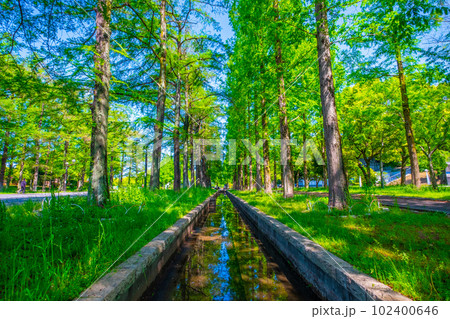 鶴見緑地 メタセコイアの新緑 鶴見緑地 メタセコイアの新緑 102400646