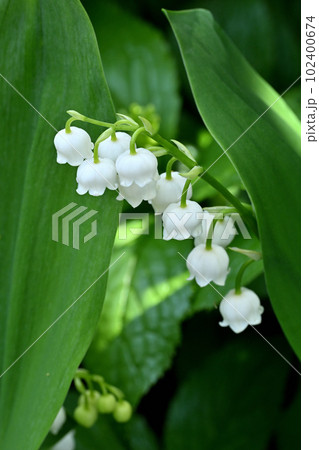 スズラン 102400674