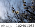 梅の花　白梅透光　 102401363