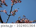 河津桜と蜂 102401364