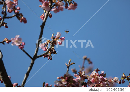 河津桜と蜂 河津桜と蜂 102401364