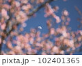 河津桜と上弦の月 102401365