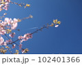 河津桜と飛行機雲 102401366