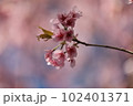 河津桜満開　桜花爛漫 102401371