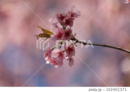 河津桜満開 桜花爛漫 河津桜満開 桜花爛漫 102401371