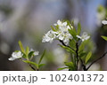 可憐なスモモの花 102401372