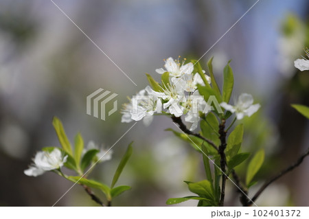 可憐なスモモの花 可憐なスモモの花 102401372