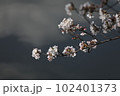 ソメイヨシノと水面の雲影 102401373