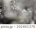 福岡堰のソメイヨシノ 102401376