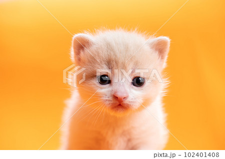 スコティッシュフォールドの子猫 スコティッシュフォールドの子猫 102401408