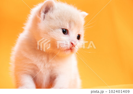 スコティッシュフォールドの子猫 102401409