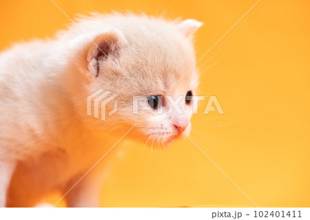 スコティッシュフォールドの子猫 102401411