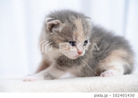 スコティッシュフォールドの子猫 102401430