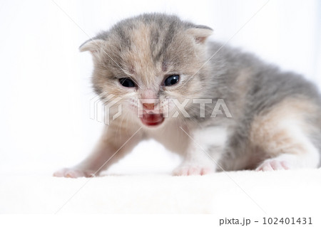 スコティッシュフォールドの子猫 102401431