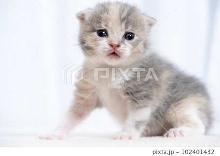 スコティッシュフォールドの子猫 102401432