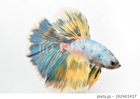 美しきハーフムーン 102401437