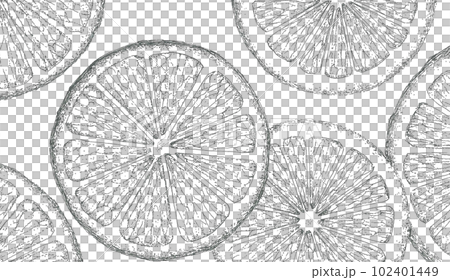 Hand-drawn illustration of sliced citrus fruits laid out 102401449