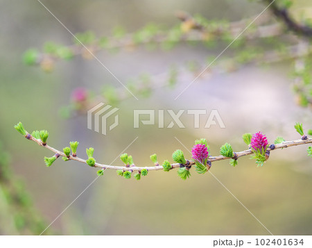 Larch tree fresh pink cones blossom at spring on nature background Larch tree fresh pink cones blossom at spring on nature background 102401634