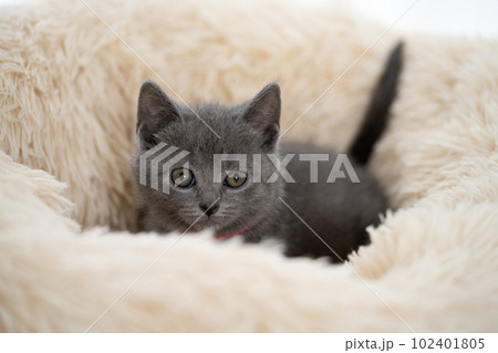 シャルトリューの子猫 シャルトリューの子猫 102401805