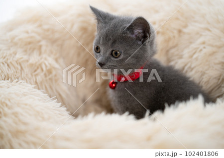 シャルトリューの子猫 シャルトリューの子猫 102401806