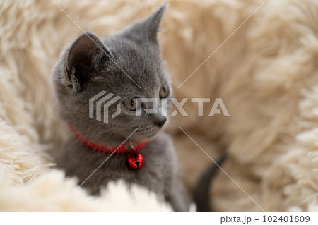 シャルトリューの子猫 102401809