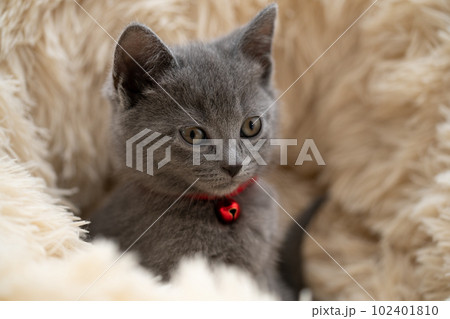 シャルトリューの子猫 シャルトリューの子猫 102401810