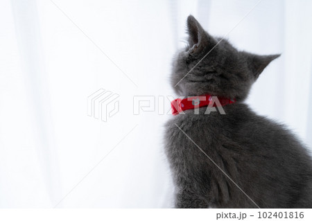シャルトリューの子猫の後ろ姿 シャルトリューの子猫の後ろ姿 102401816