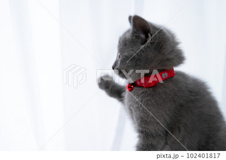 シャルトリューの子猫 シャルトリューの子猫 102401817