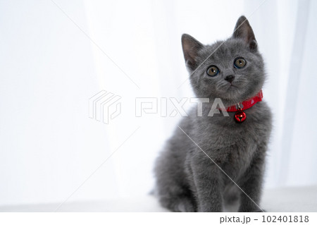 シャルトリューの子猫 シャルトリューの子猫 102401818