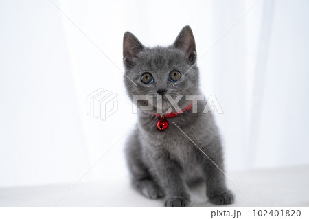 シャルトリューの子猫 シャルトリューの子猫 102401820