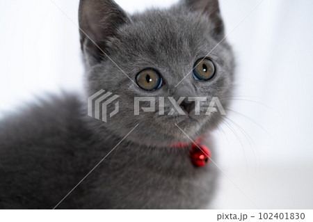 シャルトリューの子猫 シャルトリューの子猫 102401830