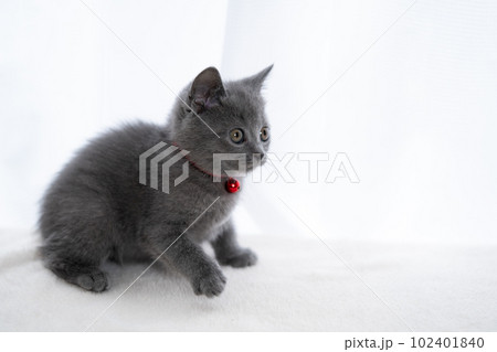 シャルトリューの子猫 シャルトリューの子猫 102401840