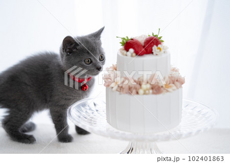 シャルトリューの子猫とケーキ シャルトリューの子猫とケーキ 102401863