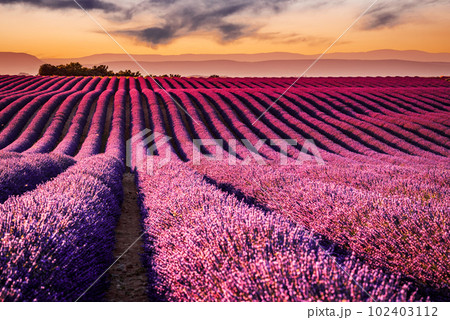 Fragrant lavender fields in picturesque Valensole, Provence. 102403112