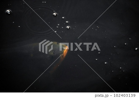 A big fish at a depth in dark water. Air bubbles on the water surface of dark water. A big fish at a depth in dark water. Air bubbles on the water surface of dark water. 102403139