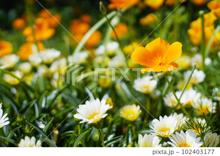 庭に咲くガザニア　オールドレンズ 102403177