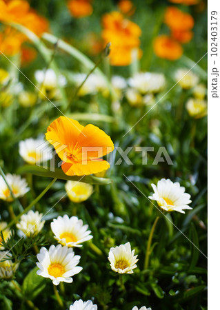 庭に咲くガザニア　オールドレンズ 102403179