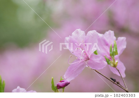 ミツバツツジの花 ミツバツツジの花 102403303