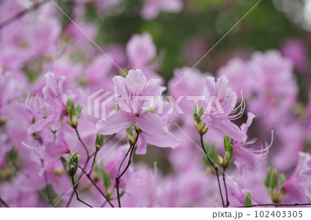 ミツバツツジの花 ミツバツツジの花 102403305