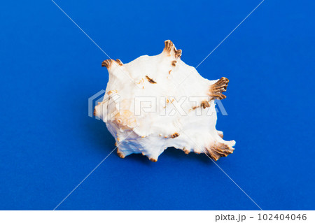Beach seashells on colored background. Mock up with copy space Beach seashells on colored background. Mock up with copy space 102404046