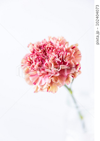 一輪のマーブルピンクのカーネーション  ジュビリー 一輪のマーブルピンクのカーネーション  ジュビリー 102404073