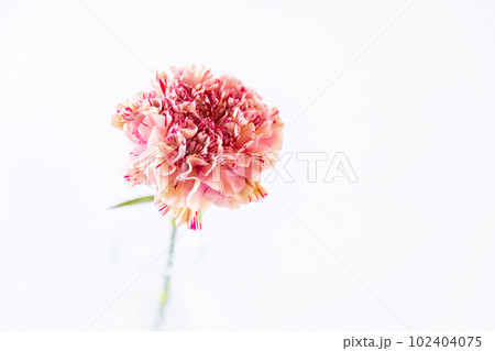 一輪のマーブルピンクのカーネーション  ジュビリー 102404075