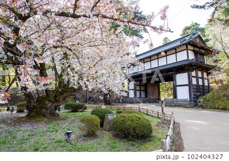 弘前城 日本最古級の染井吉野 天然記念物 青森県 弘前城 日本最古級の染井吉野 天然記念物 青森県 102404327