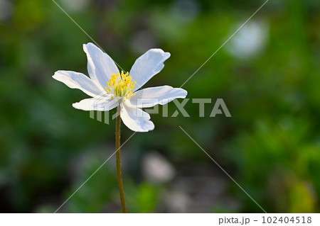 Beautiful spring background. Nature with flowers in the grass. Morning dew with sunshine in the forest. Concept for ecology and environment. Beautiful spring background. Nature with flowers in the grass. Morning dew with sunshine in the forest. Concept for ecology and environment. 102404518