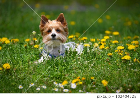 Dog on the grass. Pet - Yorkshire terrier biewer. 102404528