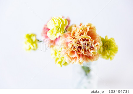花瓶に生けたカラフルなカーネーションの花 プリメロマンゴ 102404732